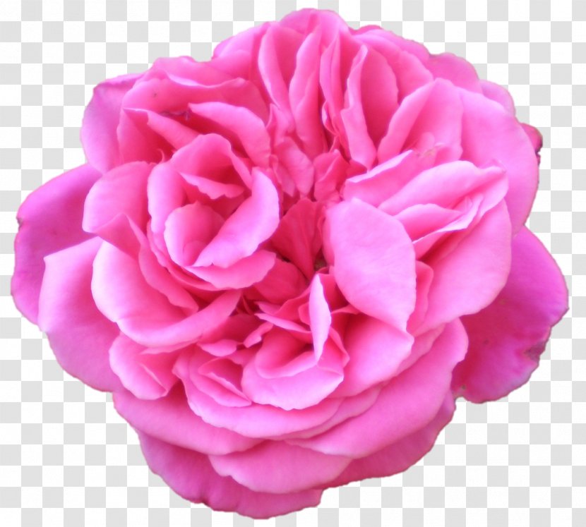 Garden Roses Cabbage Rose Floribunda Flower - Flowering Plant Transparent PNG