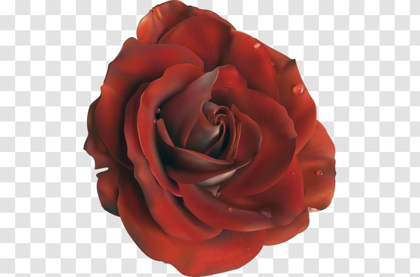 Flower Clip Art - Rosa Centifolia Transparent PNG