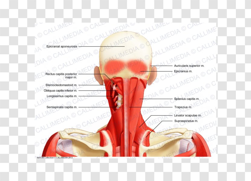 Head And Neck Anatomy Splenius Capitis Muscle Posterior Triangle Of The - Tree - Heart Transparent PNG