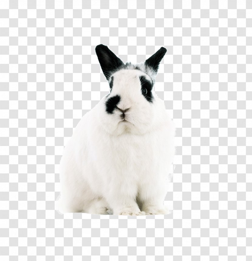 Domestic Rabbit Hare Easter Bunny Dwarf - Leporids Transparent PNG