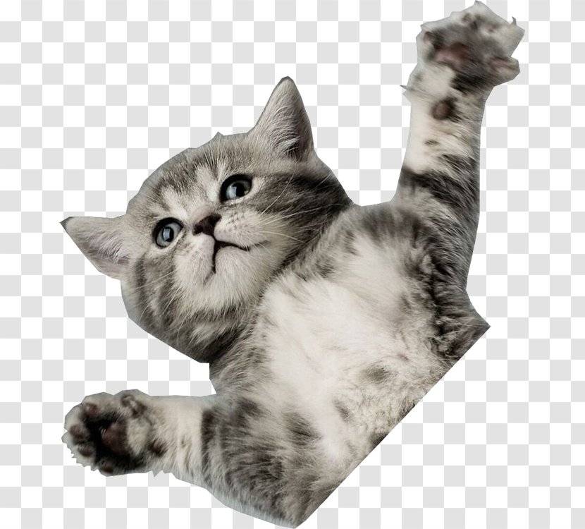 Kitten Cat Desktop Wallpaper Horse Puppy - Pet Transparent PNG