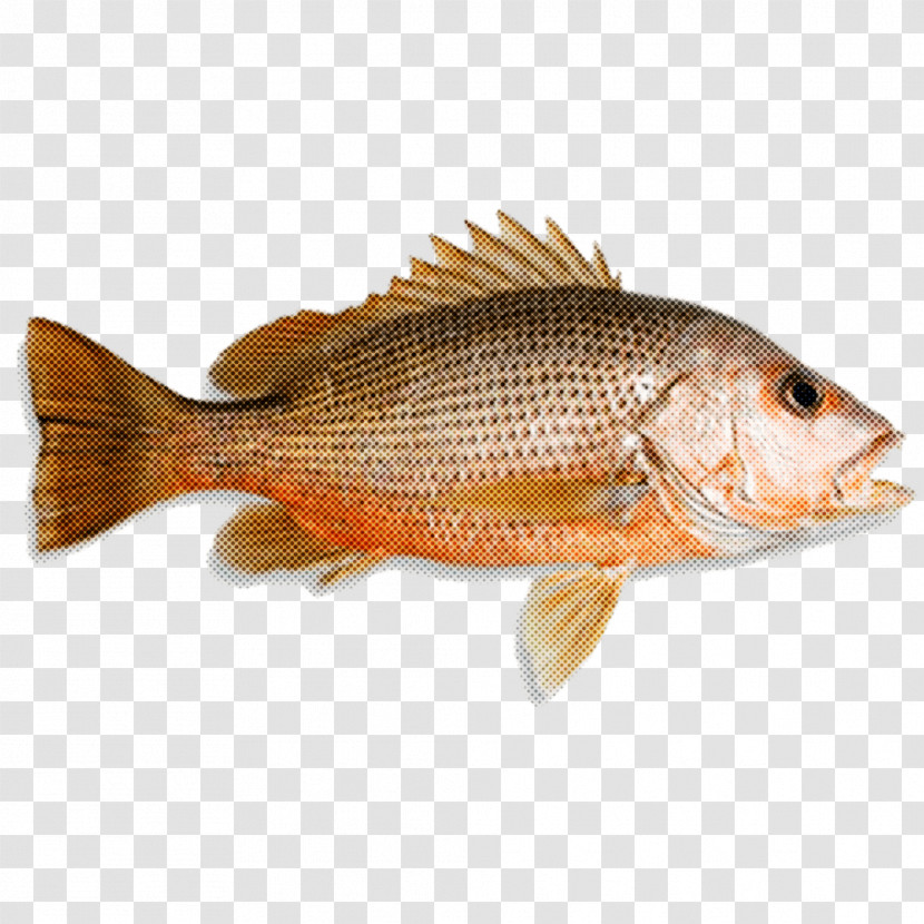 Northern Red Snapper Tilapia Q10 Seafood Sdn Bhd Seafood Fish Products Transparent PNG