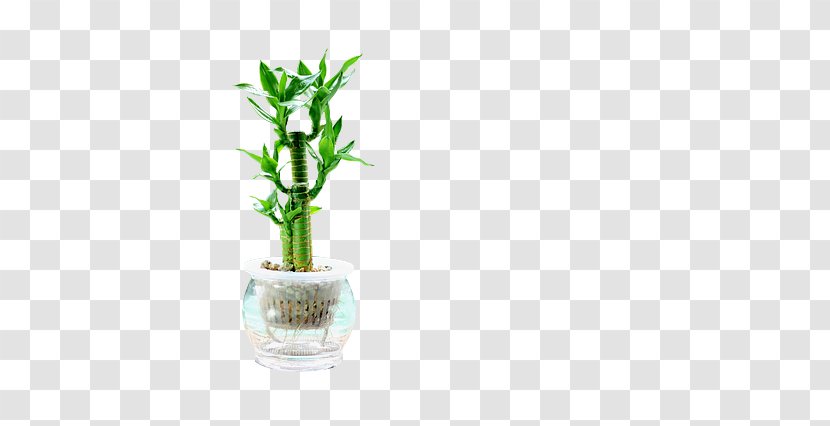 Lucky Bamboo Plant Stem Tropical Woody Bamboos Flowerpot - Dracaena - Potted Plants Transparent PNG