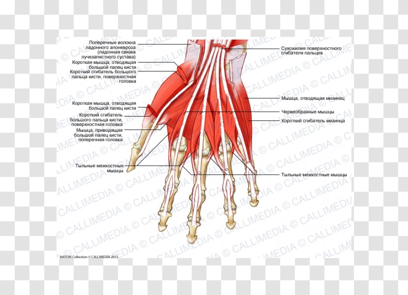 Finger Muscle Dorsal Interossei Of The Hand Lumbricals - Watercolor Transparent PNG