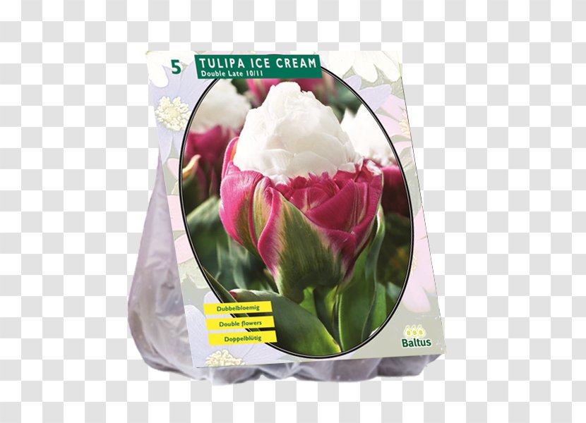 Tulip Ice Cream Bulb Cut Flowers Petal - Double Transparent PNG