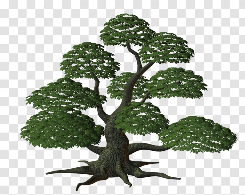 Shrub Treelet Clip Art - Tree Transparent PNG