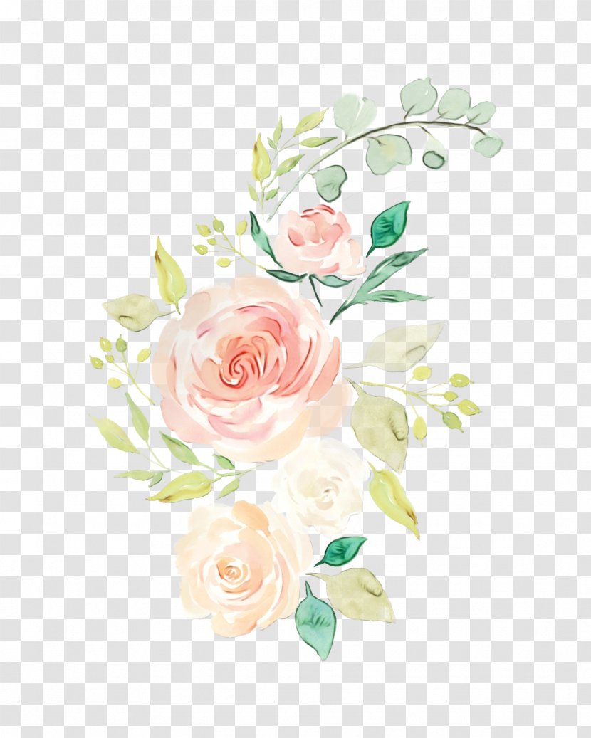 Garden Roses - Rose Family - Plant Transparent PNG