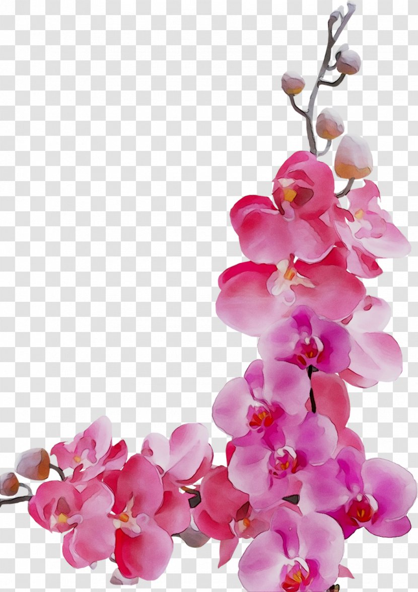 Flower Image Floral Design Vector Graphics - Magenta Transparent PNG
