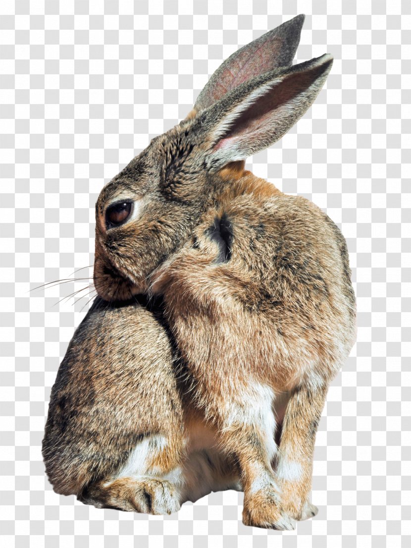 Leporids Domestic Rabbit - Dwarf - Bunny Transparent PNG