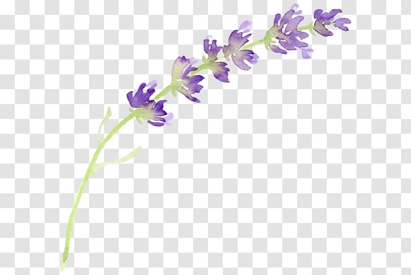 English Lavender Flower Watercolor Painting Clip Art - Young Living Transparent PNG