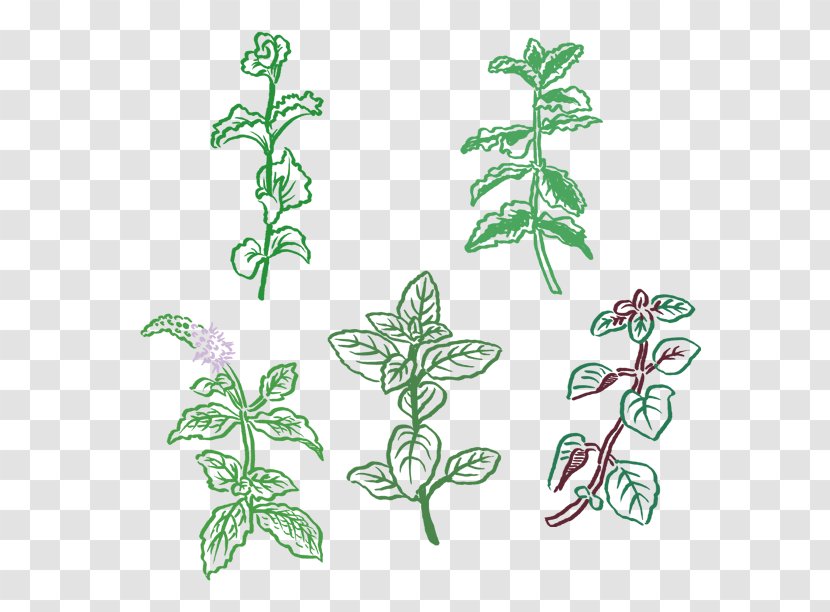 Plant Stem Flowering Leaf Product - Tree - Abe Illustration Transparent PNG
