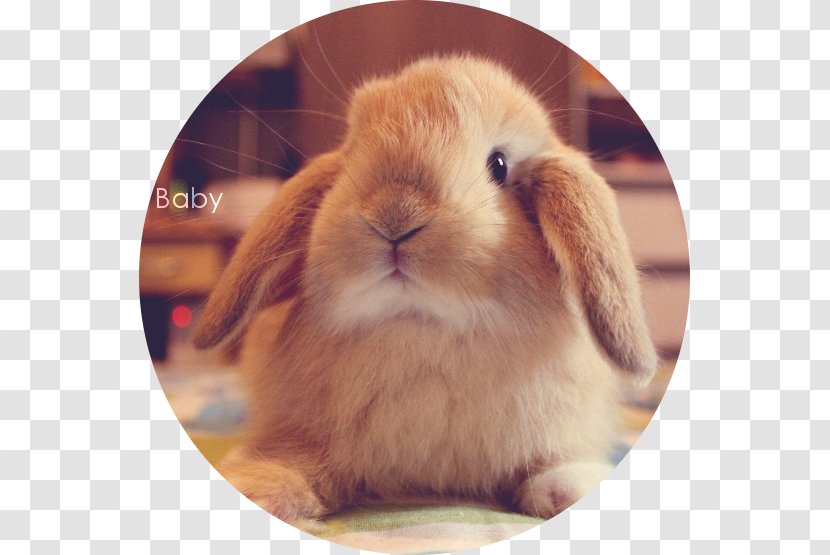 Domestic Rabbit Mini Lop Dwarf Hare Transparent PNG