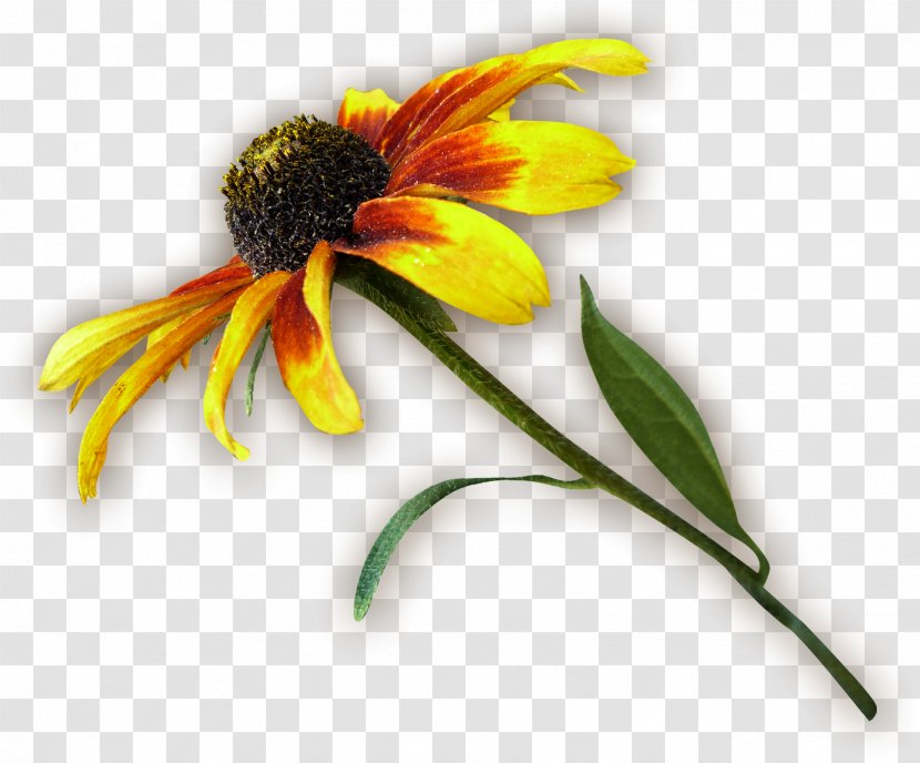 Common Sunflower Petal Chrysanthemum - Daisy Transparent PNG