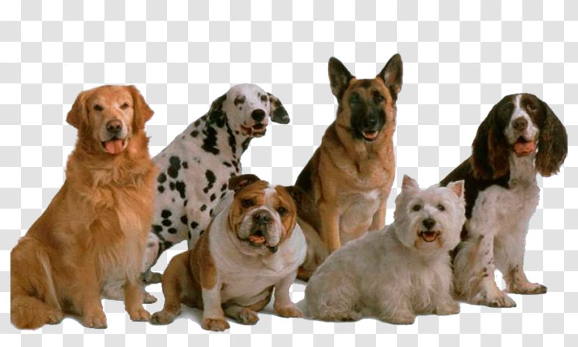 Dog Genetics Genetic Diversity Biodiversity Pet - Snout Transparent PNG
