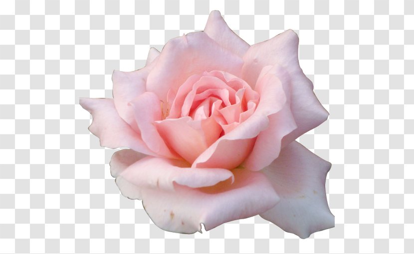 Butterfly Rose Flower Desktop Wallpaper Pink Transparent PNG