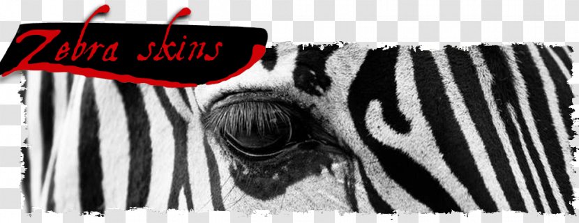 Black And White Cat Zebra Photography - Horse Like Mammal - Skin Transparent PNG