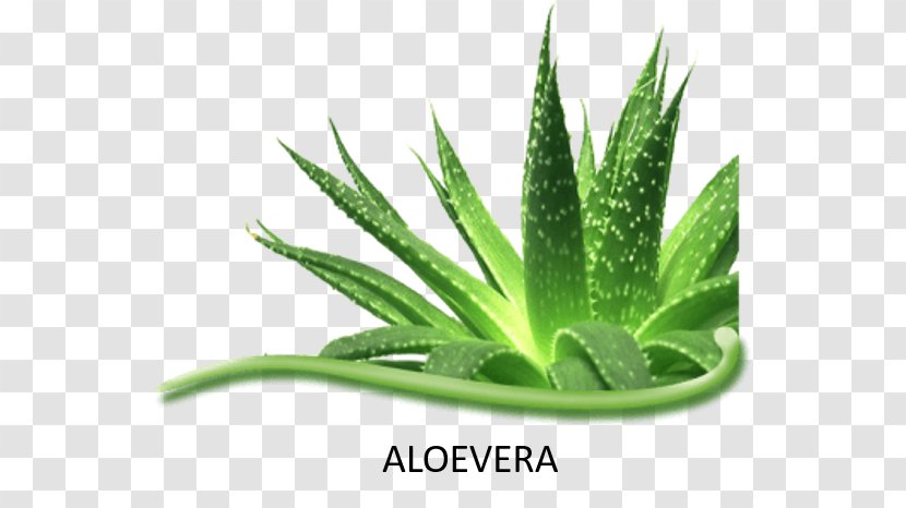 Aloe Vera Spiral Asphodelaceae Succulent Plant Herbalife Herbal Concentrate - Plants Transparent PNG