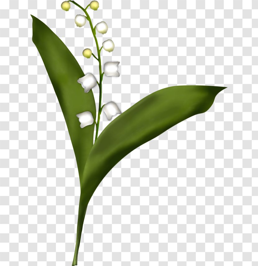 Lily Of The Valley Flower Drawing Painting Leaf Transparent PNG