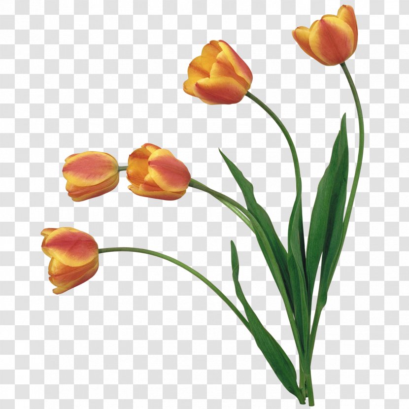 Clip Art - Orange - Tulip Transparent PNG