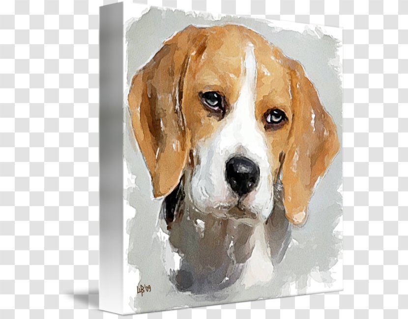 Beagle-Harrier English Foxhound American - Snout - Painting Transparent PNG
