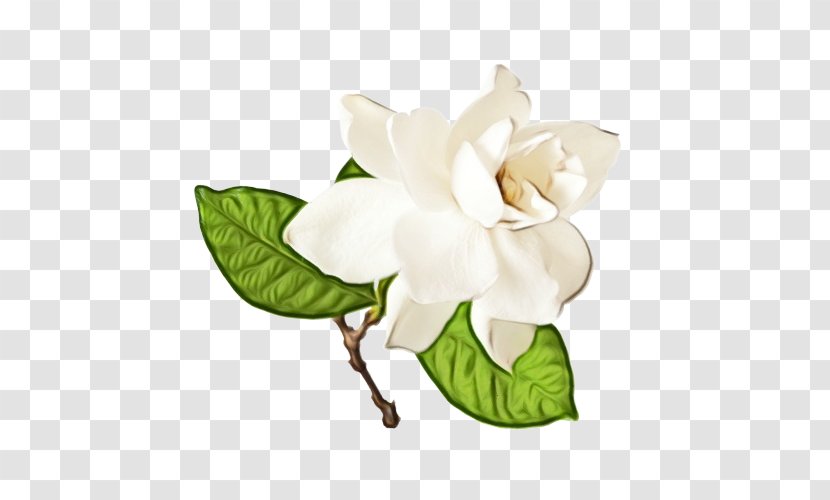Flower Flowering Plant White Petal - Magnolia Family - Leaf Transparent PNG