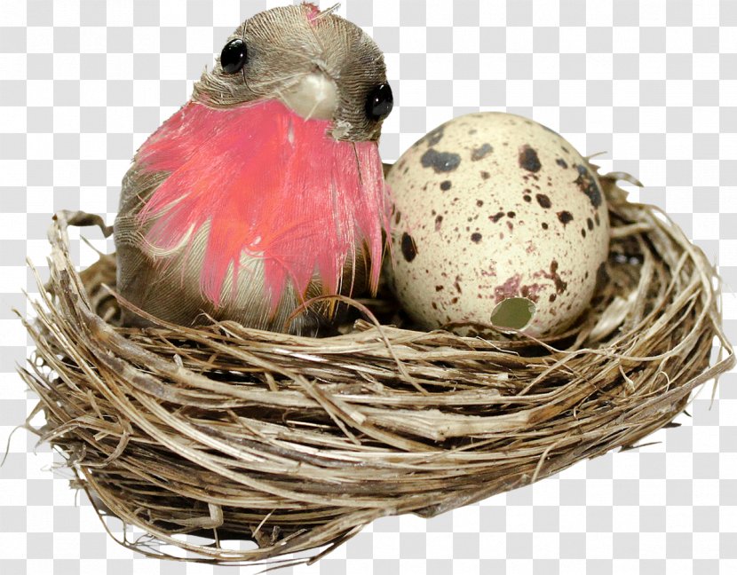 Bird Nest - Box - Happy Easter Transparent PNG