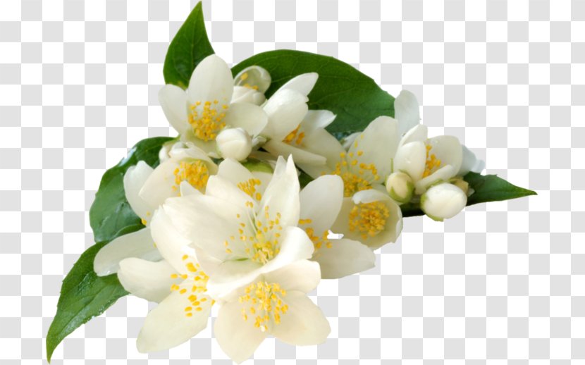 Jasminum Grandiflorum Absolute Essential Oil Common Jasmine - Fragrance - муха Transparent PNG