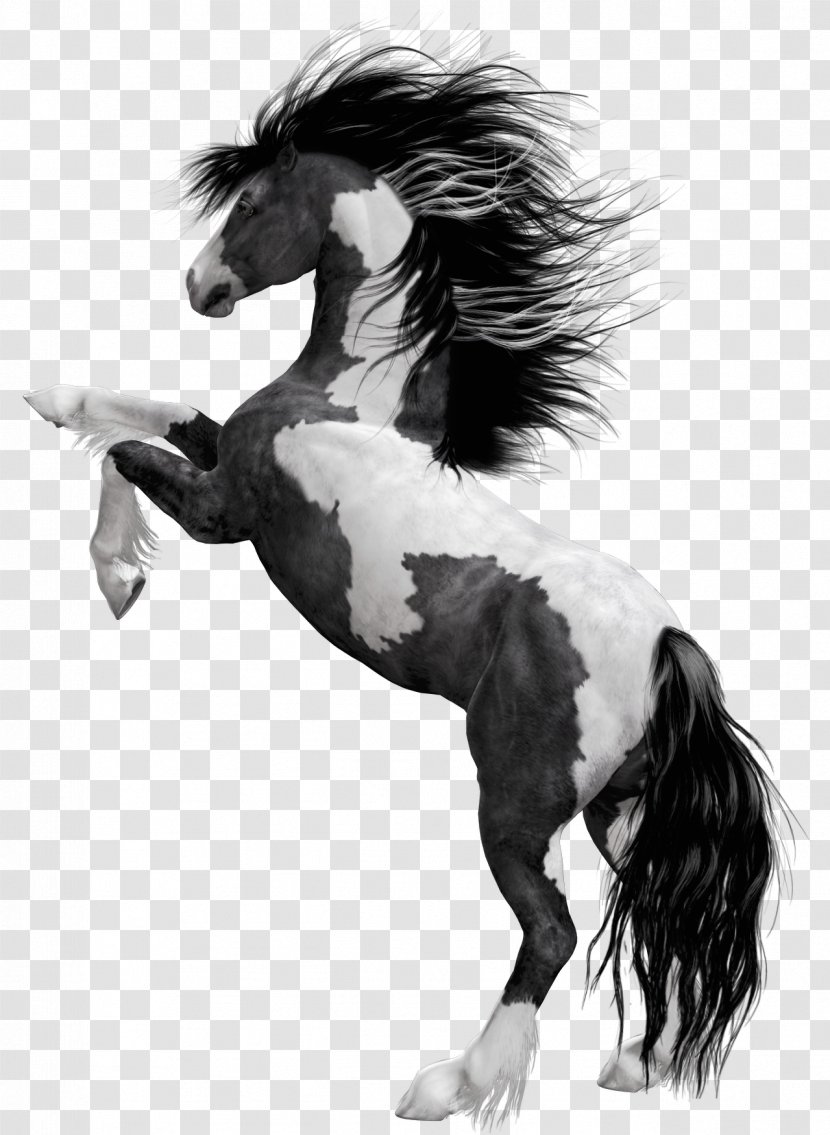 American Paint Horse Mustang Stallion Foal Black - Fictional Character Transparent PNG