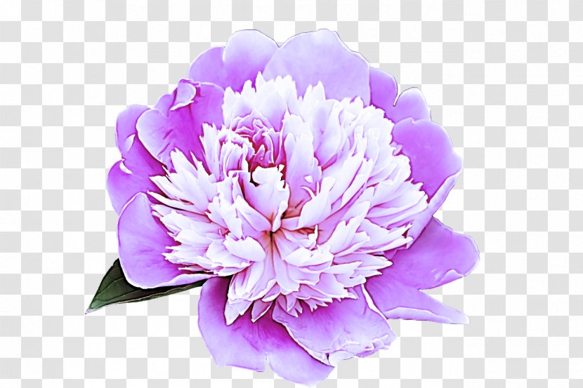 Flower Flowering Plant Petal Violet - Chinese Peony - Cut Flowers Transparent PNG