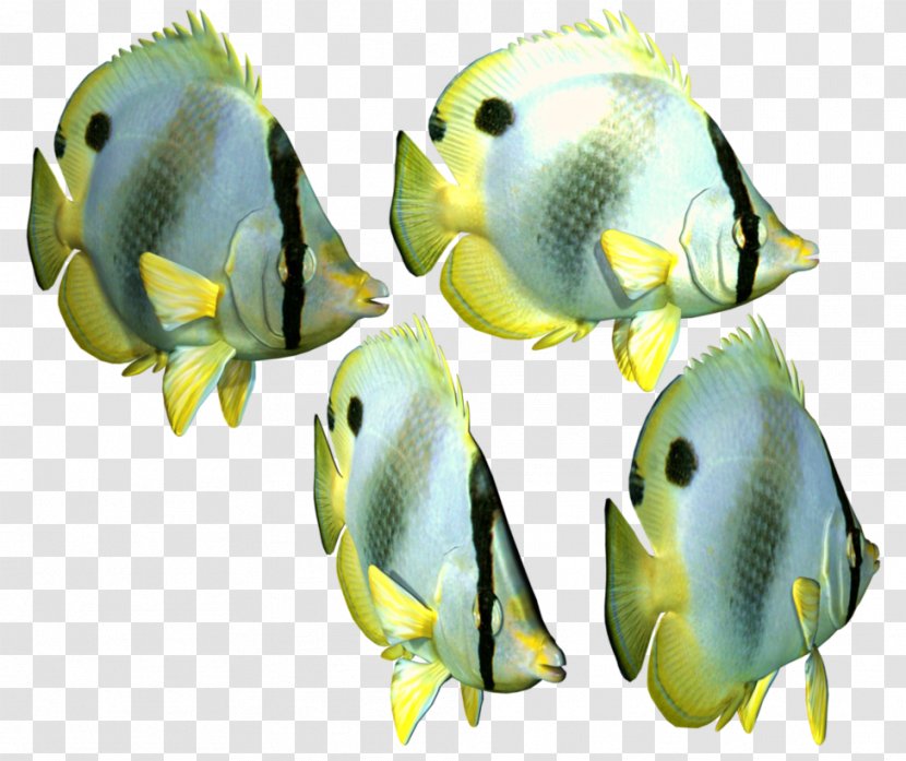 Angelfish Tropical Fish Transparent PNG