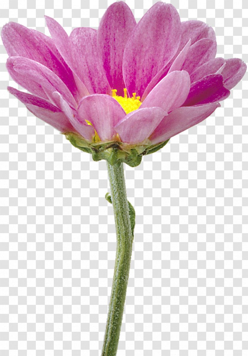 Clip Art Chrysanthemum Flower Image Garden Cosmos - Purple Transparent PNG