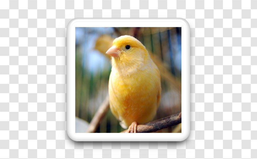 Domestic Canary Bird Vocalization Yellow Pet - Domestication Transparent PNG