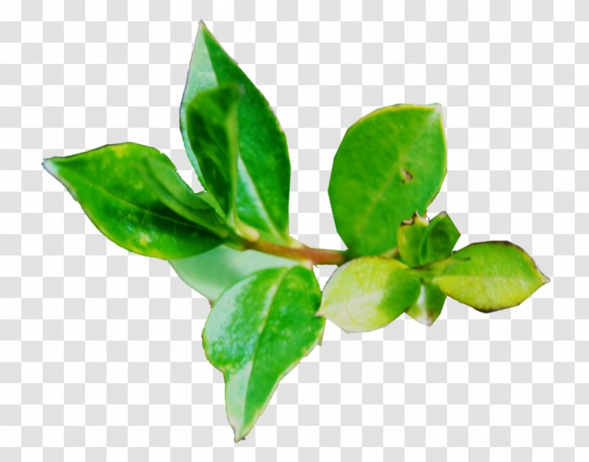 Leaf Plant Stem Herb Branching - Branch - Share Transparent PNG