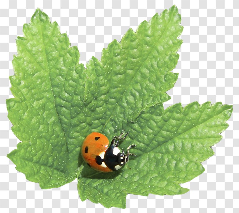 Insect Soil - Beetle - Ladybug On Leaf Transparent PNG