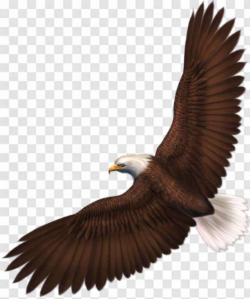 Eagle Clip Art - Hawk - Transparent Picture Transparent PNG