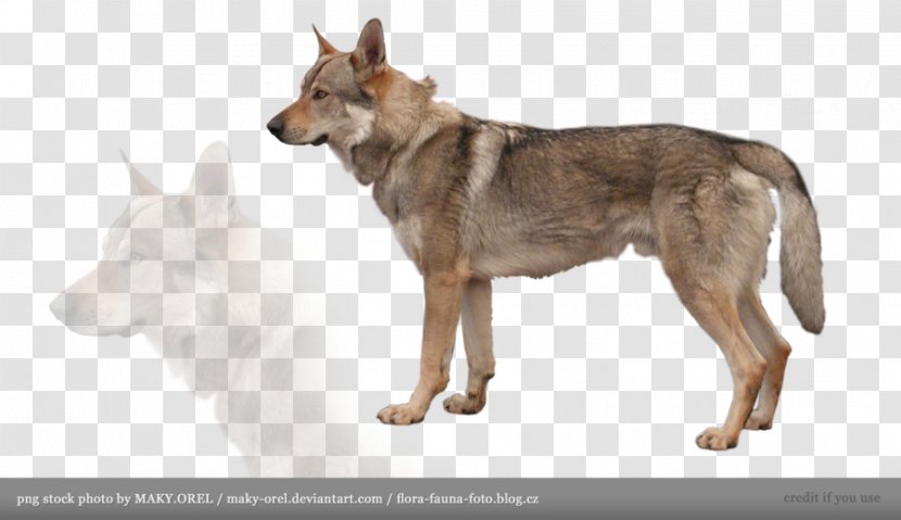 German Shepherd Czechoslovakian Wolfdog Belgian White Dobermann - Wolf Transparent PNG