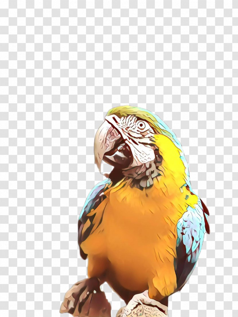 Macaw Parrot Bird Yellow Parakeet - Wildlife Beak Transparent PNG
