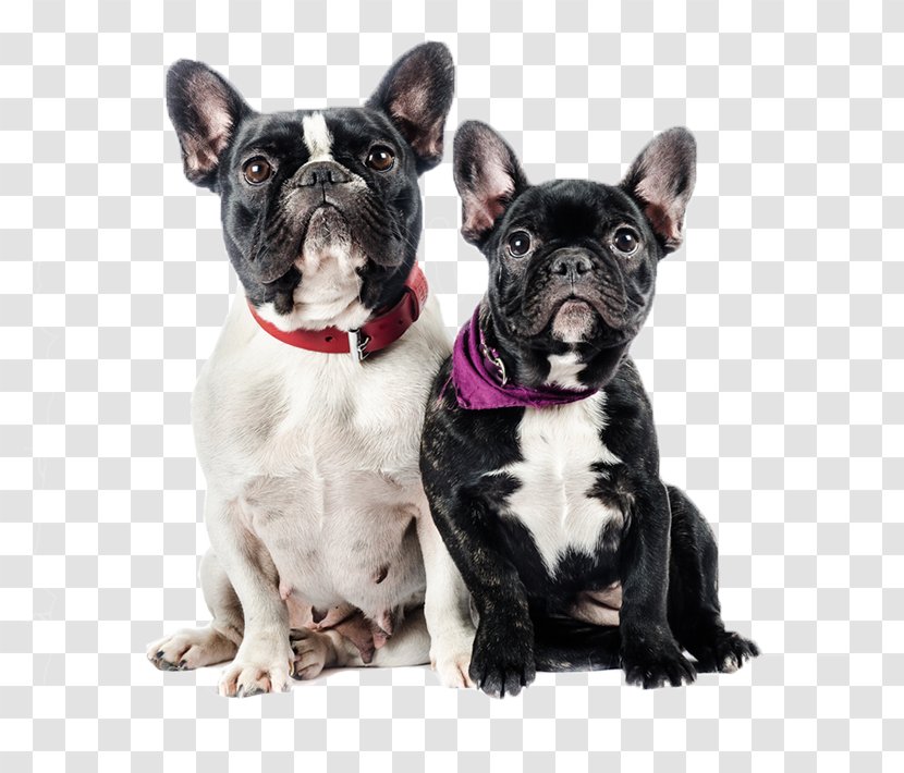 French Bulldog - Dog - Tie Collar Transparent PNG