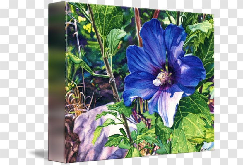 Gallery Wrap Rose Of Sharon Violet Flowering Plant - Flower - Leslie Transparent PNG