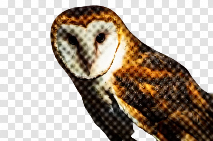 Barn Owl Bird Beak Of Prey - Wildlife Transparent PNG