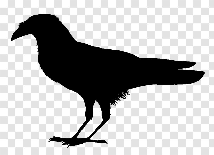 Birds Of The World: Recommended English Names Piping Crow Somali Common Raven - Monochrome Photography - Bird Transparent PNG