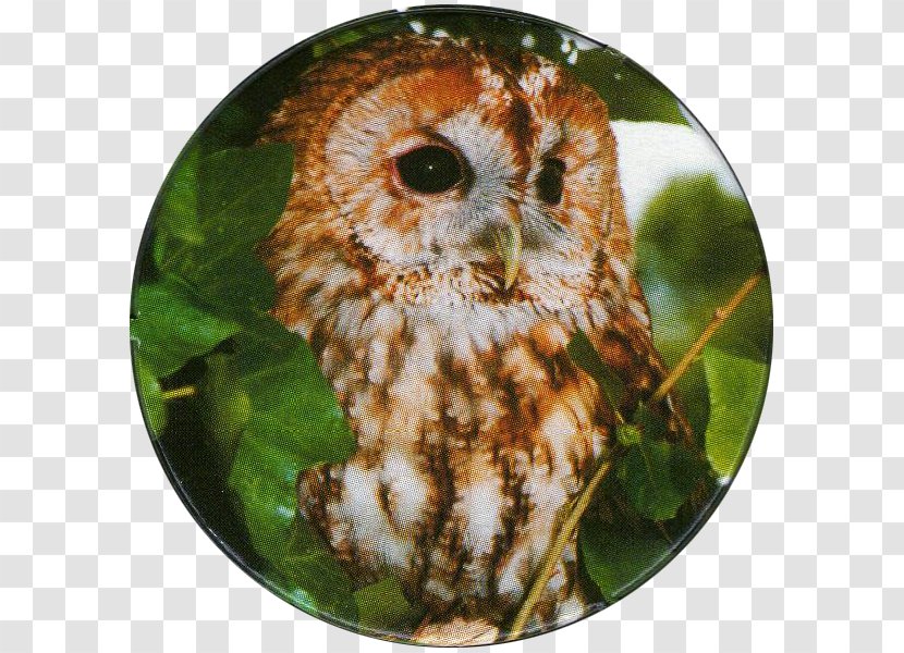 Tawny Owl Bird Of Prey Long-eared - Longeared Transparent PNG