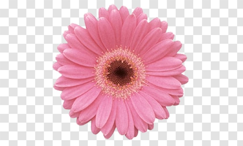 Transvaal Daisy Common Pink Flowers Floral Design - Yellow - Flower Transparent PNG
