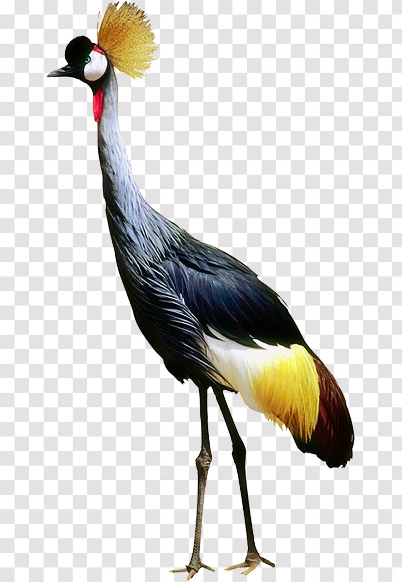 Bird Crane Clip Art - Galliformes Transparent PNG