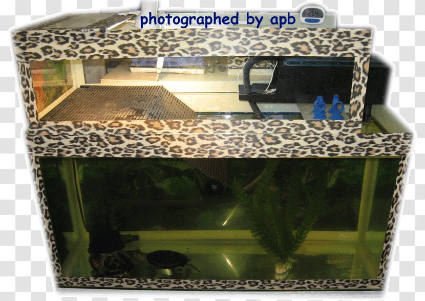 Turtle Aquarium Terrarium Reptile Pet - Aquatic Animal Transparent PNG