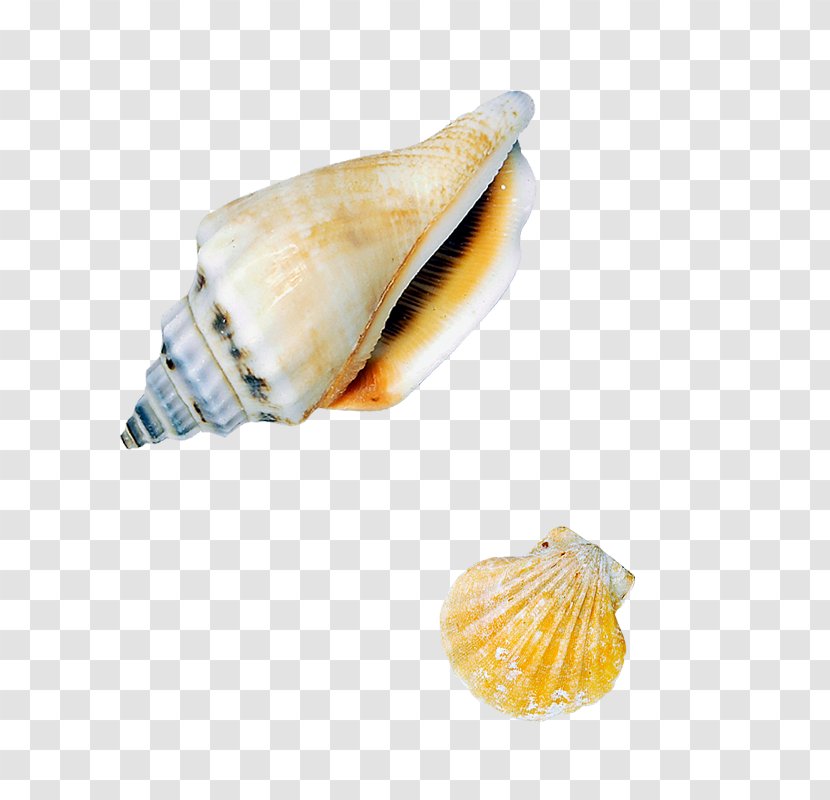 Sea Snail Seashell Conch - Biological Seashells Transparent PNG