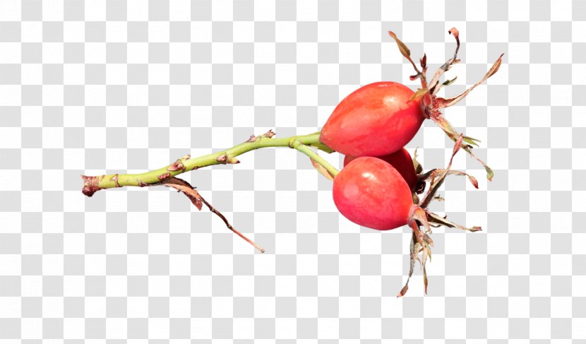 Cranberry Rose Hip Food Fruit - Autumn - Twig Transparent PNG