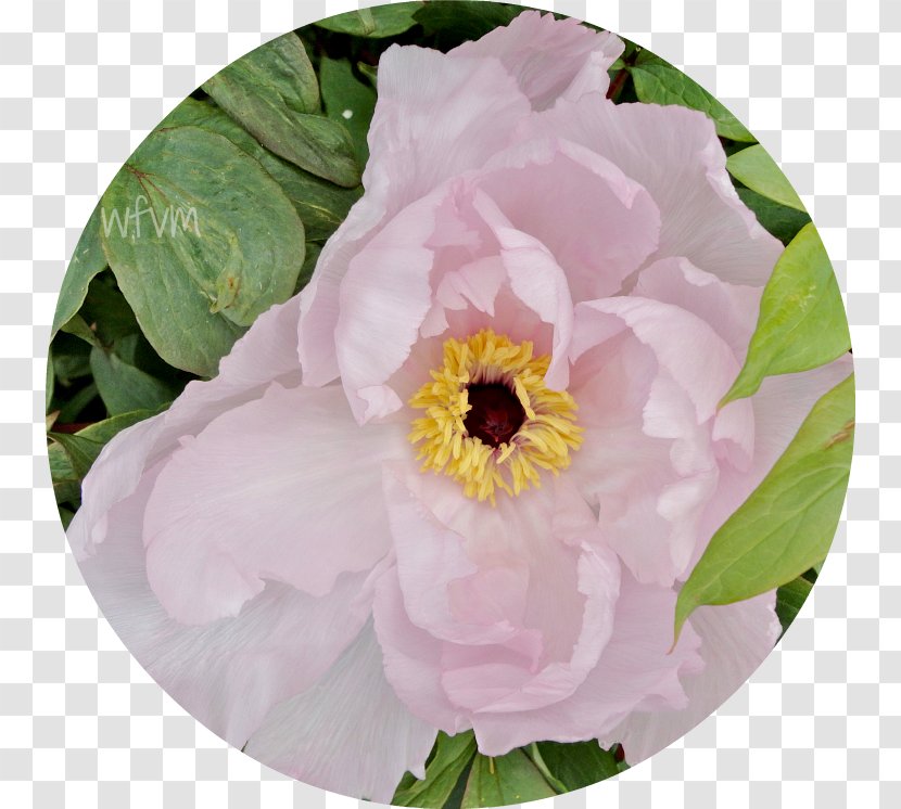 Peony Rose Family Herbaceous Plant Annual - Petal Transparent PNG