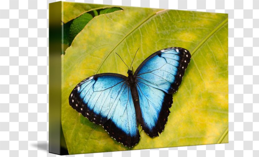 Monarch Butterfly Morpho Peleides Menelaus Photography - Glossy Butterflys Transparent PNG