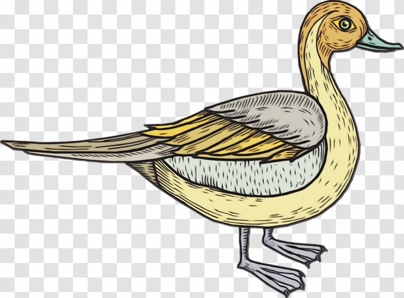 Duck Cartoon - Drawing - Pintail Livestock Transparent PNG